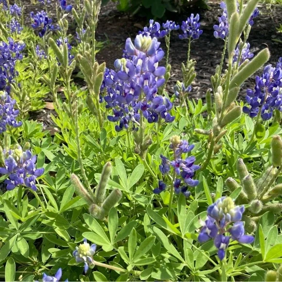 50 Seeds Texas Bluebonnet Wildflower Lupinus texensis Flower Seeds Garden - Picture 15 of 16